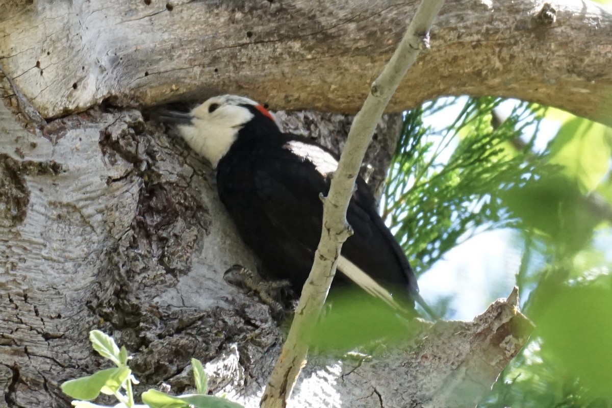 White-headed Woodpecker - Tom Cassaro