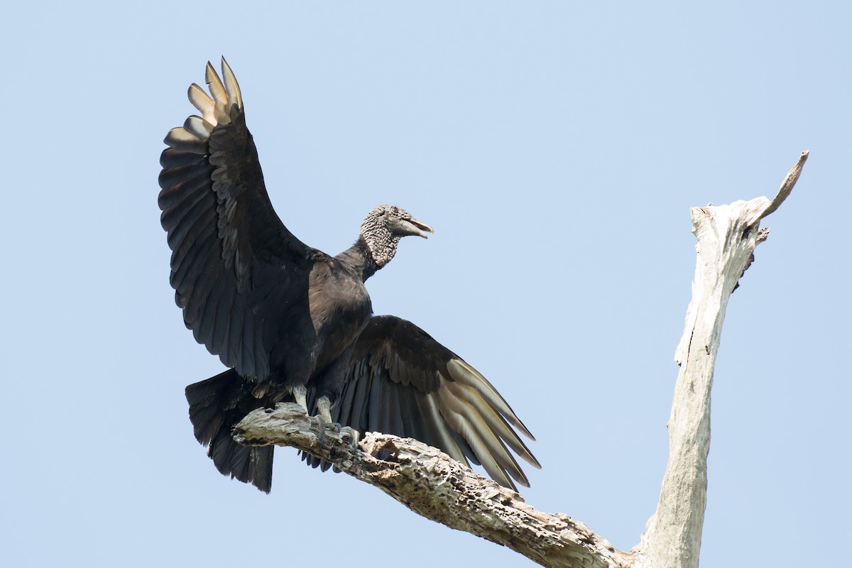 Black Vulture - ML241507441