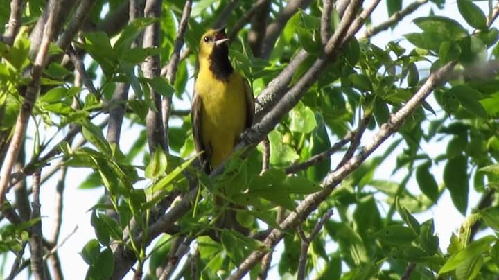 Orchard Oriole - ML241510101