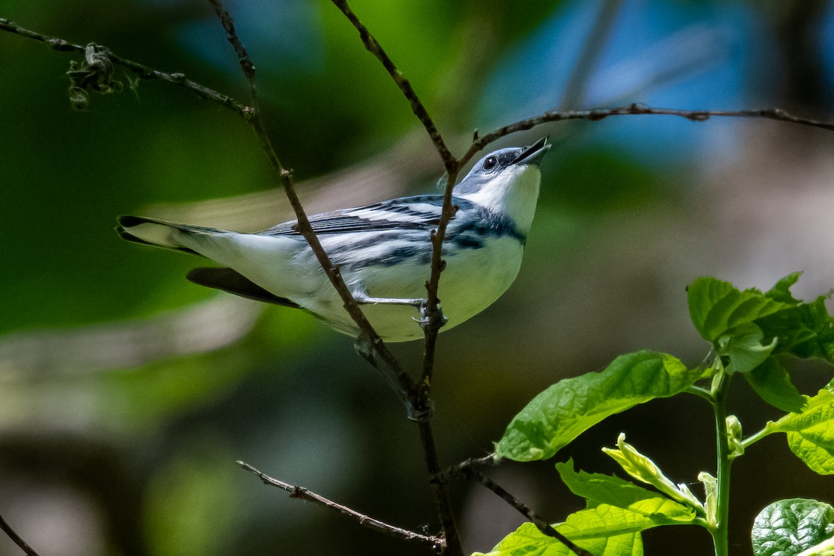 ML241511441 - Cerulean Warbler - Macaulay Library