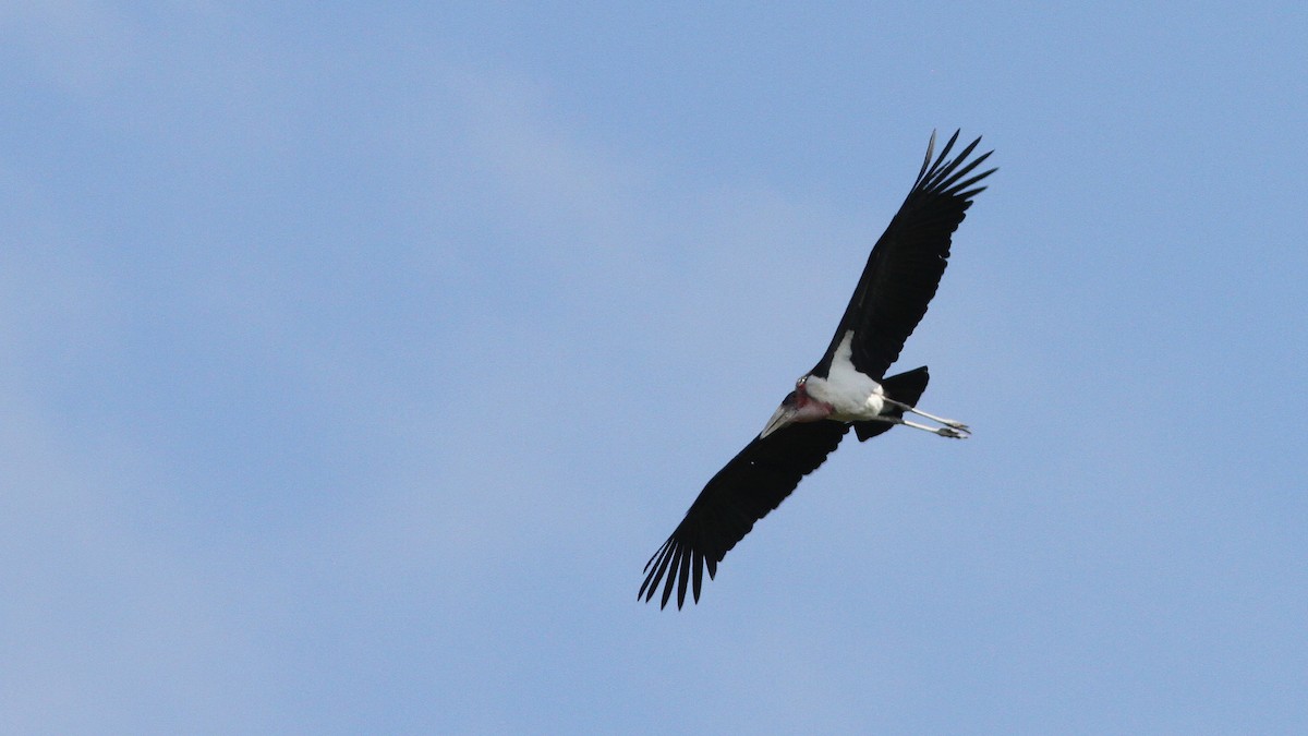 Marabou Stork - ML24151191