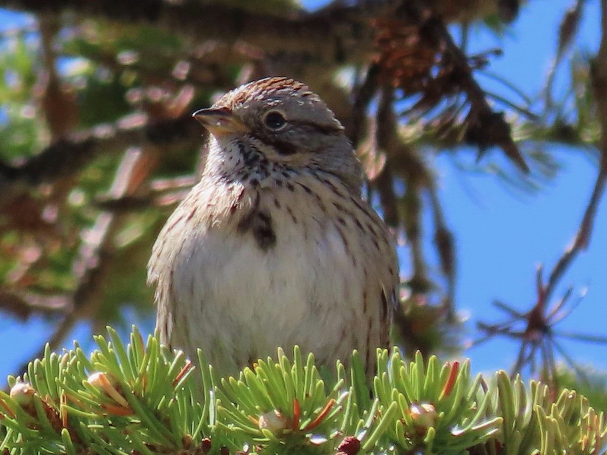Lincoln's Sparrow - Greg Vassilopoulos