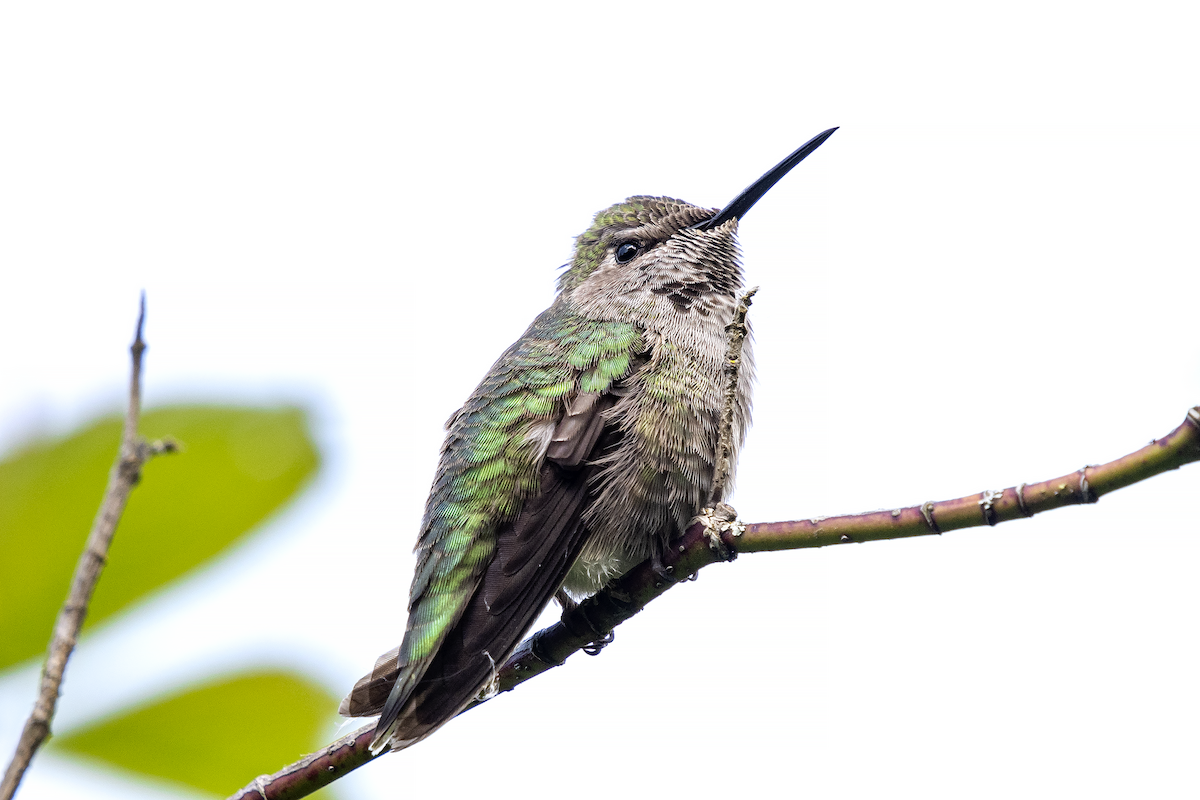 Anna's Hummingbird - ML241512171