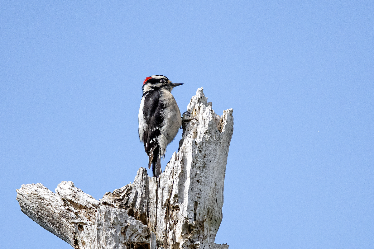 Downy Woodpecker - ML241513211