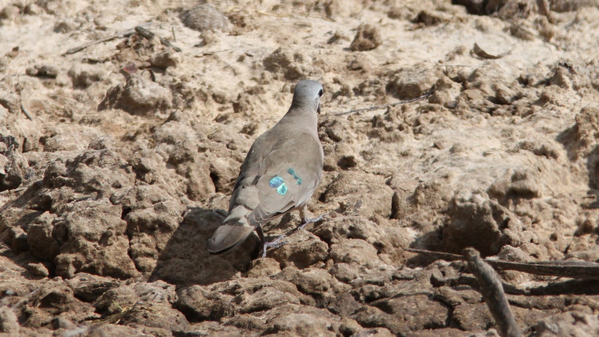Emerald-spotted Wood-Dove - ML24151381