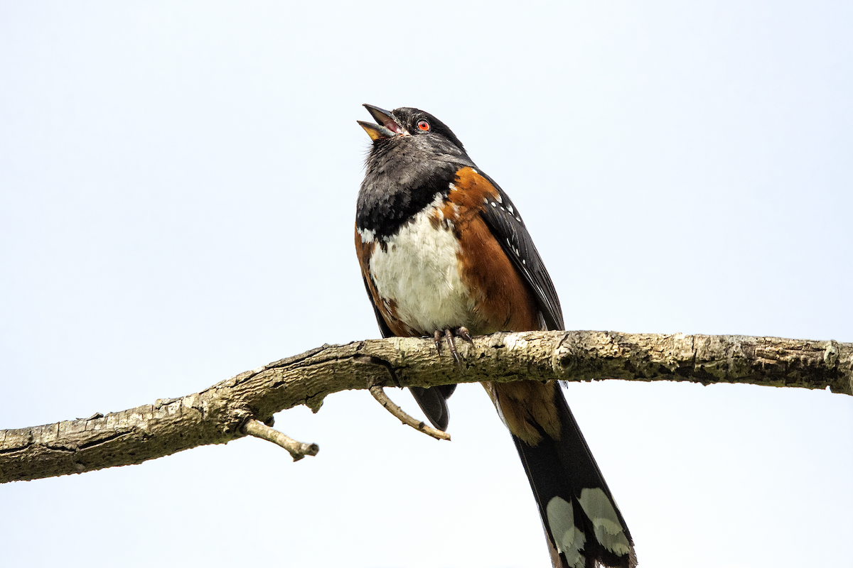 Spotted Towhee - ML241513921