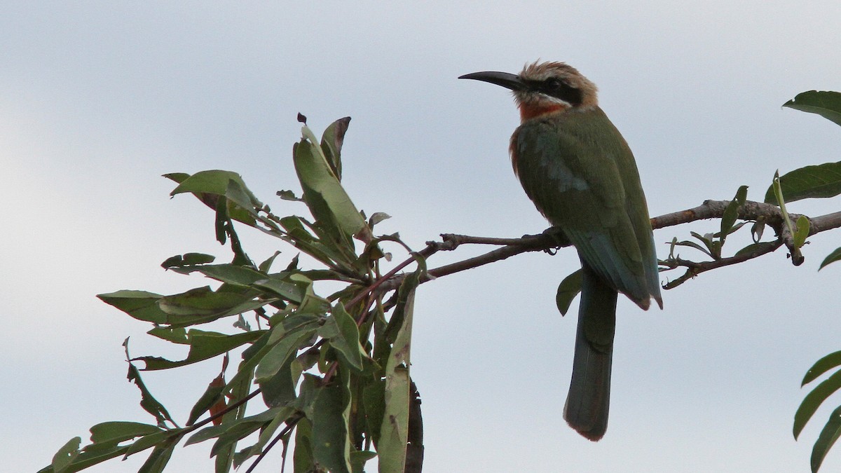 White-fronted Bee-eater - ML24151411
