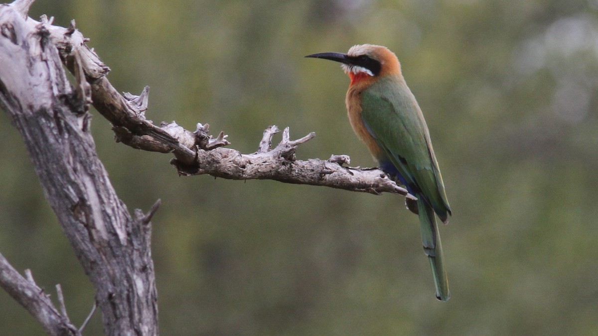 White-fronted Bee-eater - ML24151491