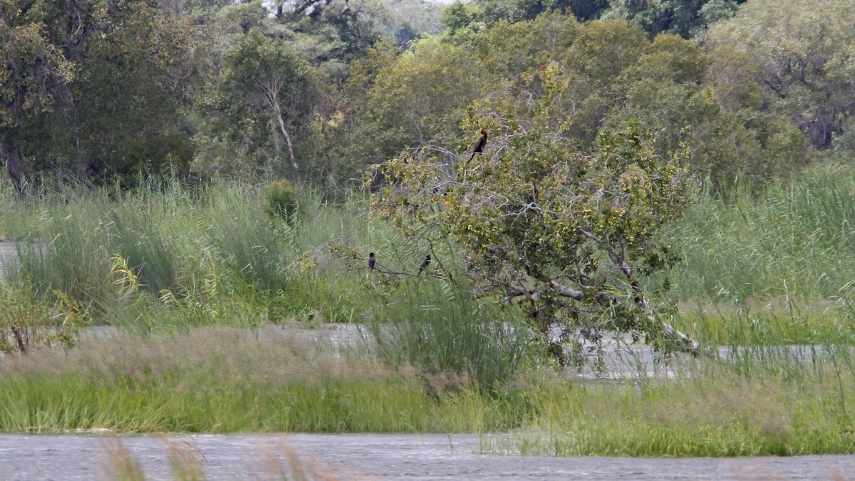 Afrika-Schlangenhalsvogel - ML24151711