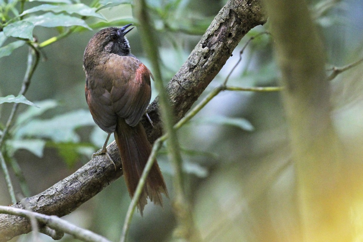 Gray-bellied Spinetail - ML241518181