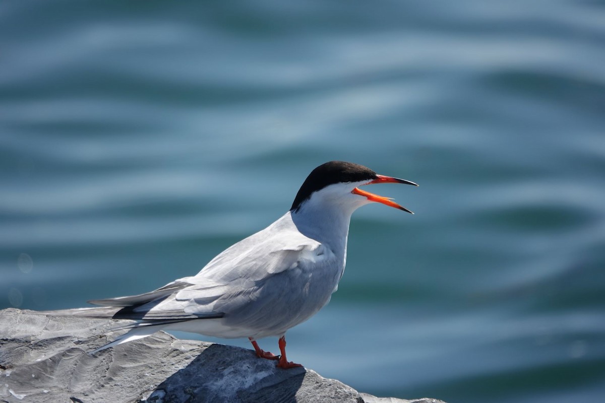 Common Tern - ML241518561