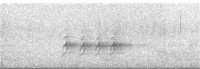 Orthonyx de Temminck - ML241521911
