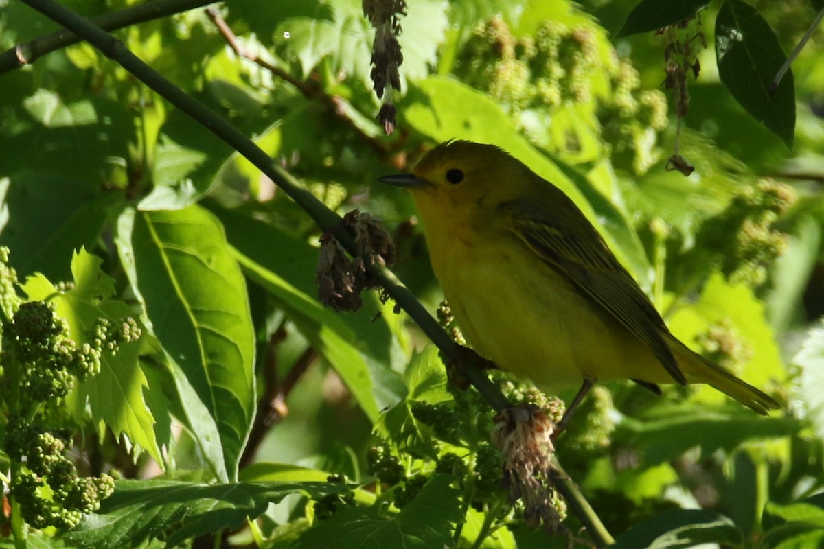 Cape May Warbler - ML241523761