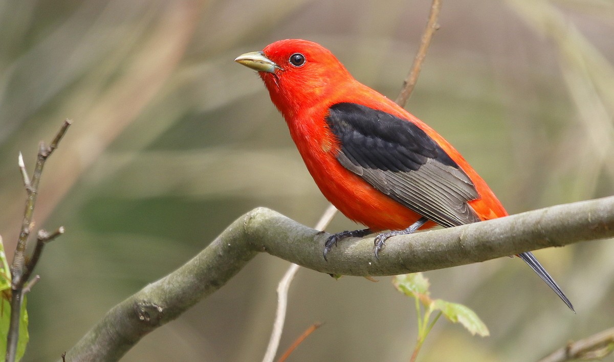 Scarlet Tanager - ML241525431