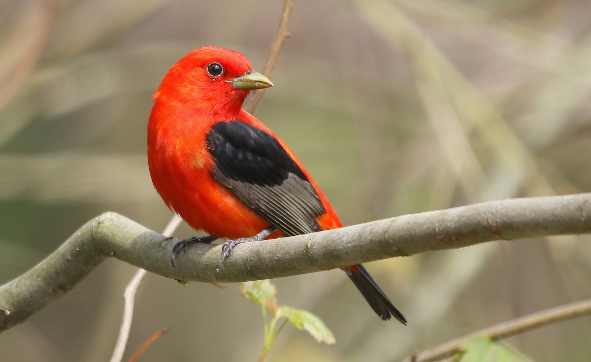 Scarlet Tanager - ML241525481