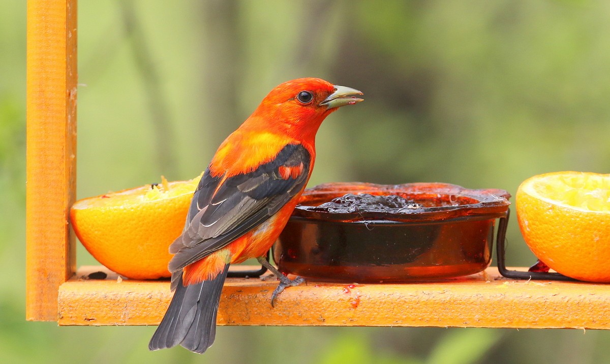 Scarlet Tanager - ML241525621