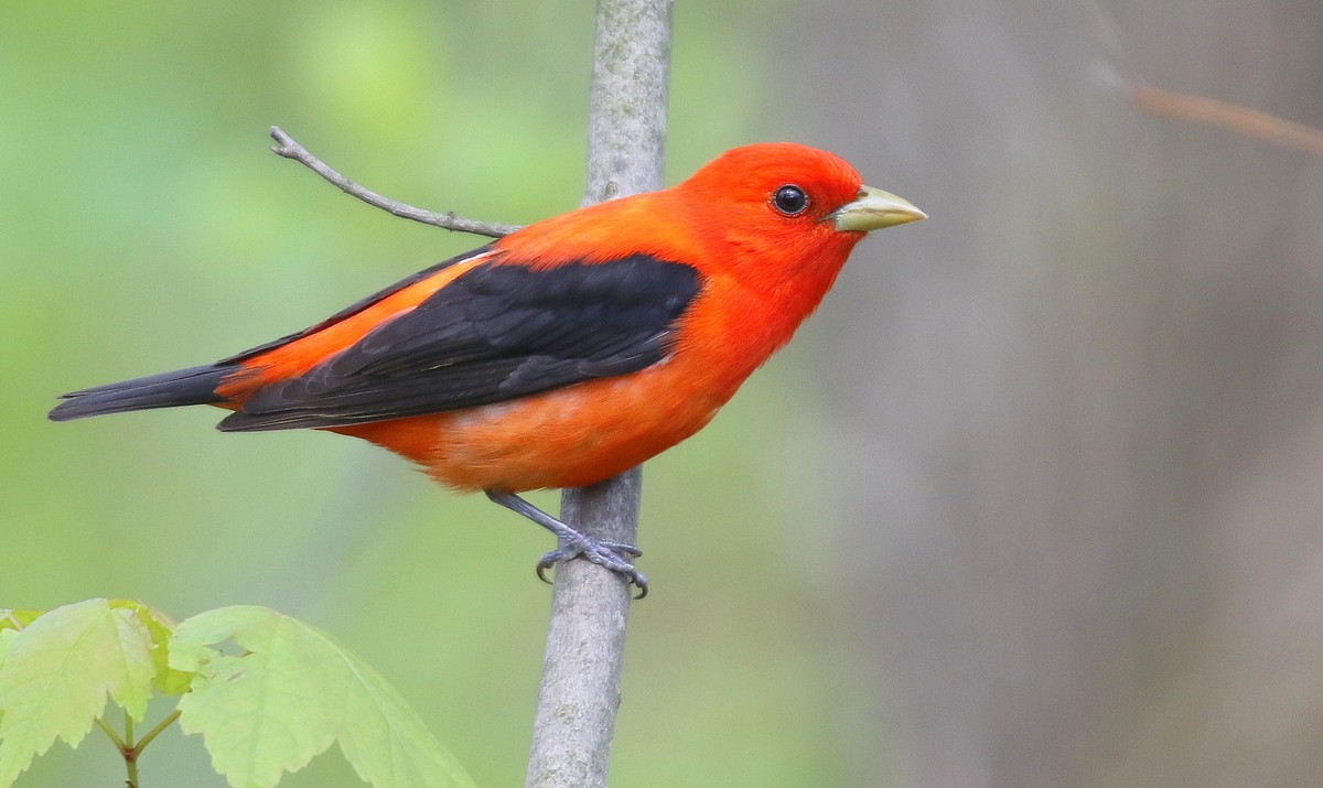 Scarlet Tanager - ML241525651