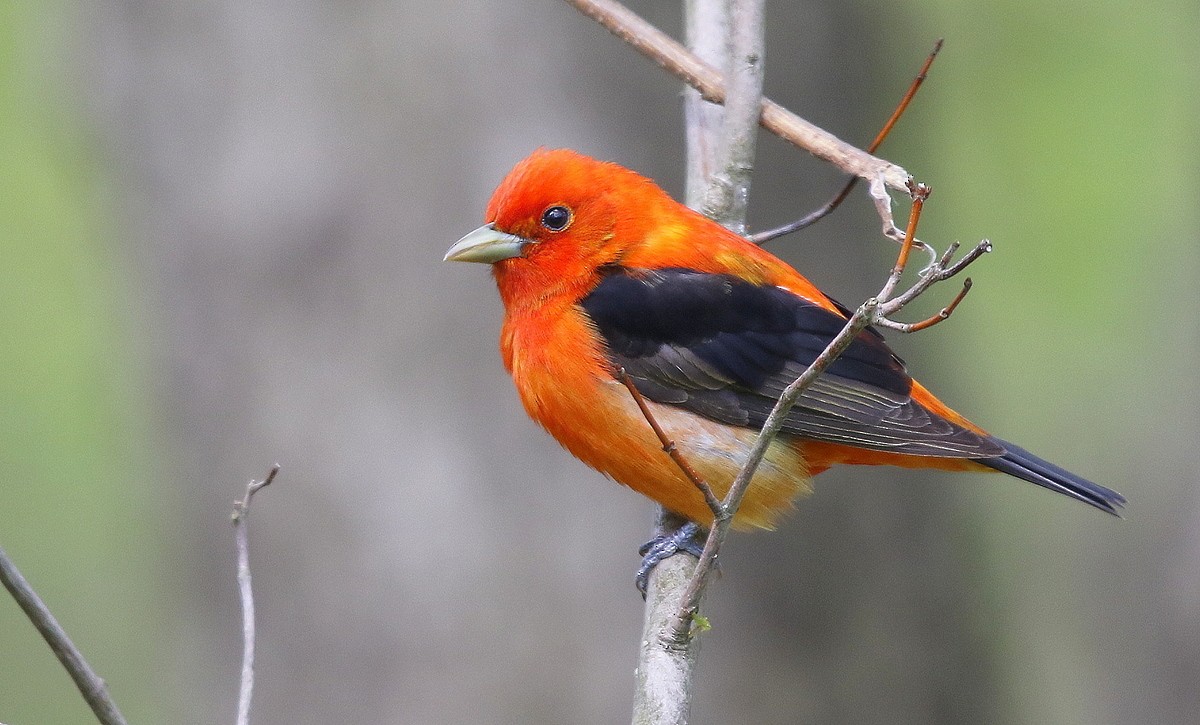 Scarlet Tanager - ML241525681