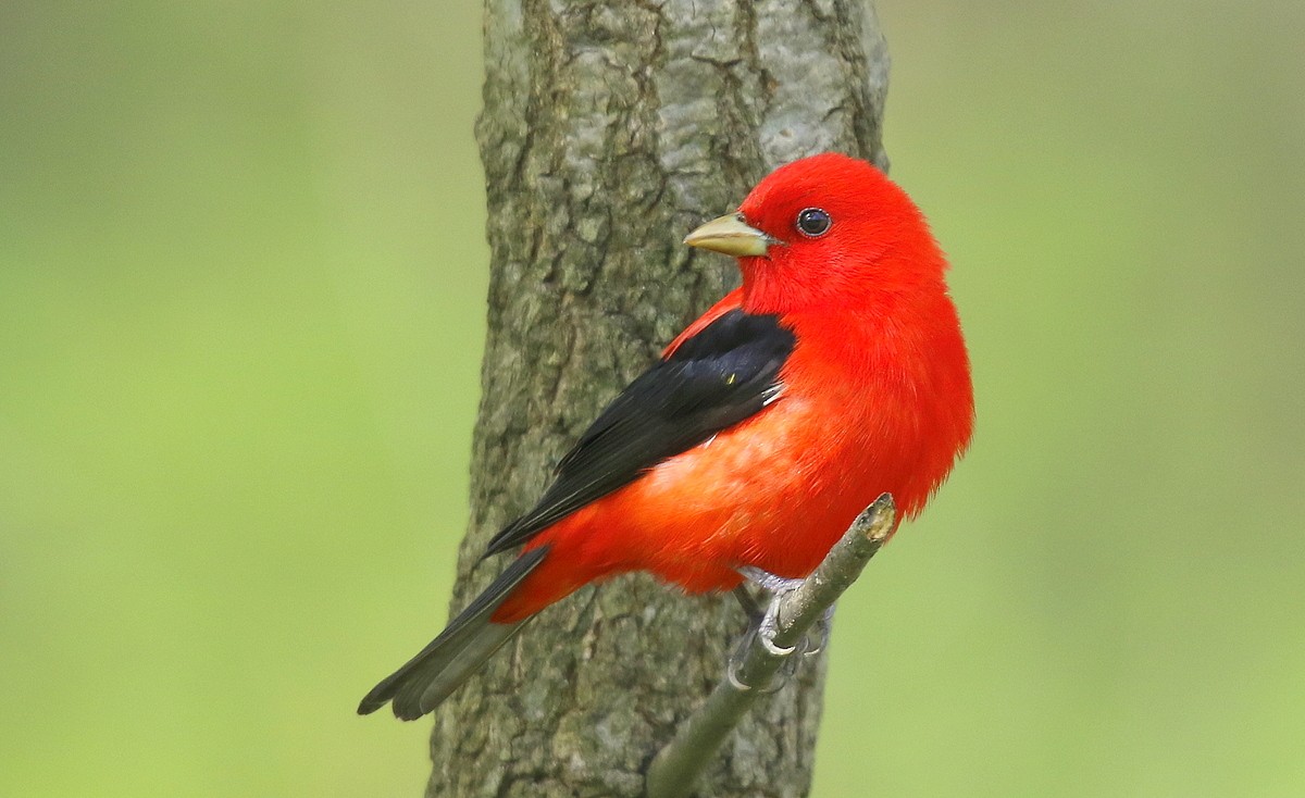 Scarlet Tanager - ML241525951