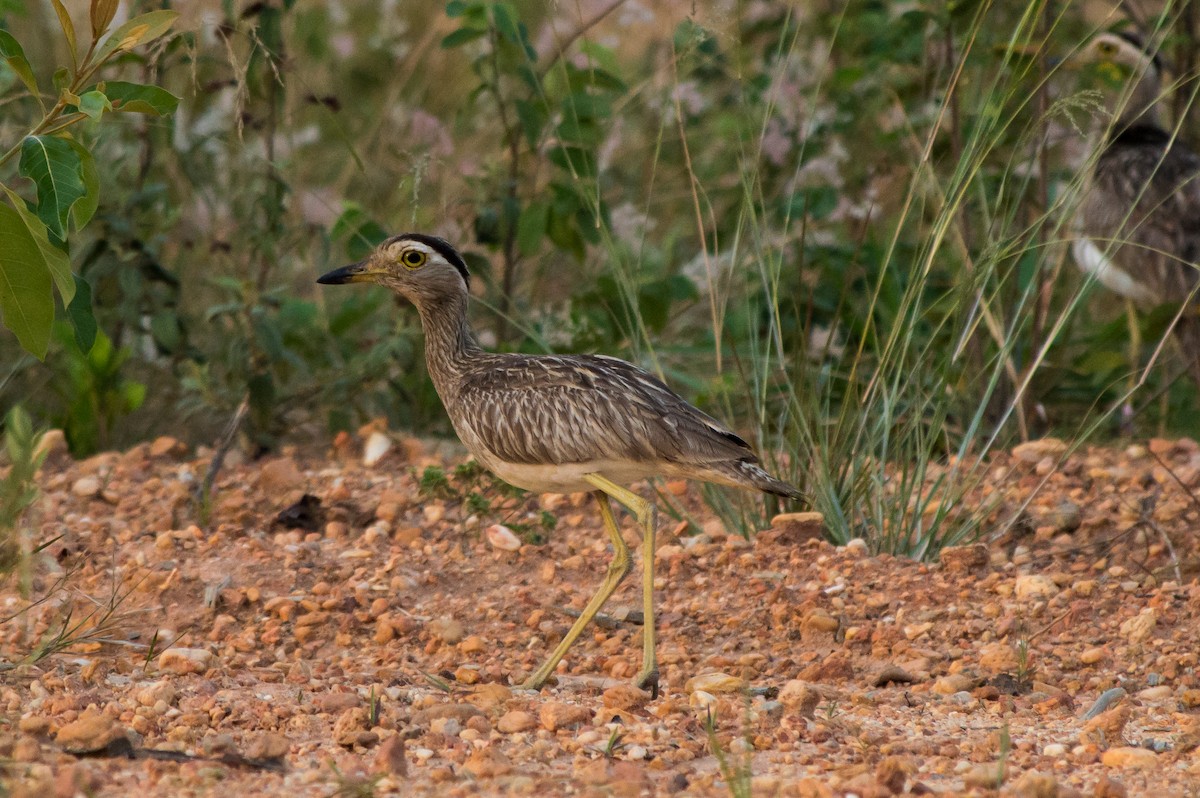 Double-striped Thick-knee - ML241526051