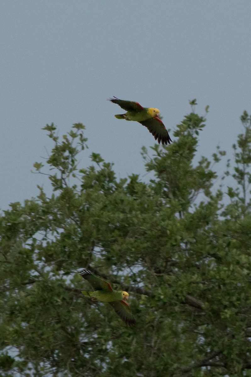 Yellow-headed Parrot - ML241527191