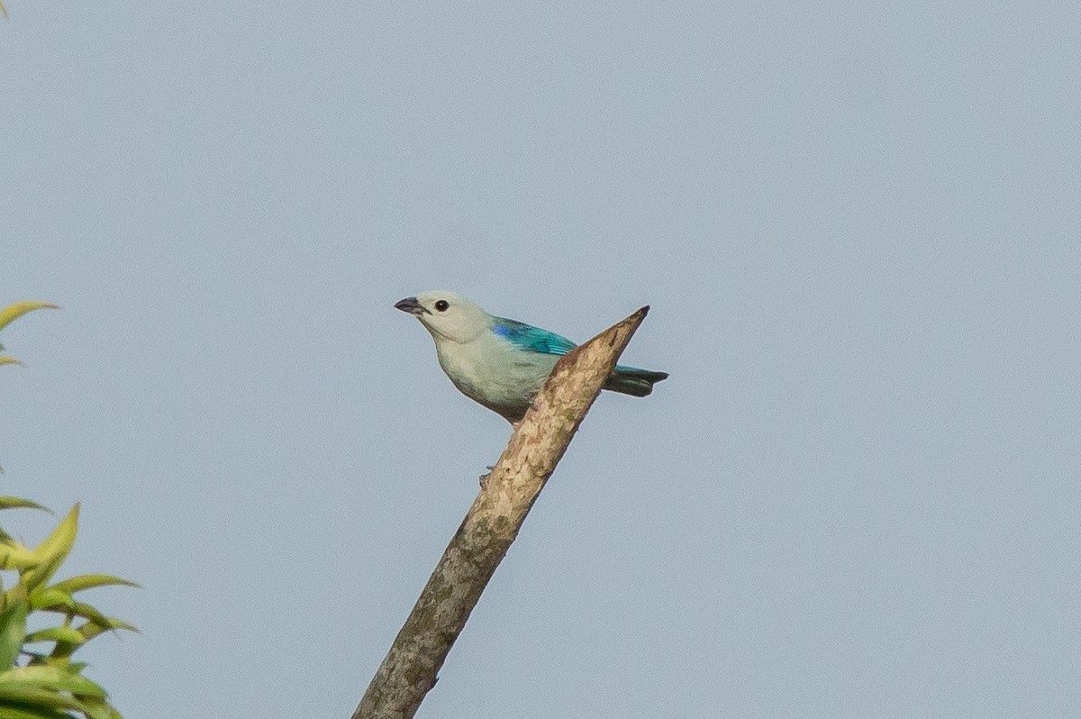 Blue-gray Tanager - ML241527611