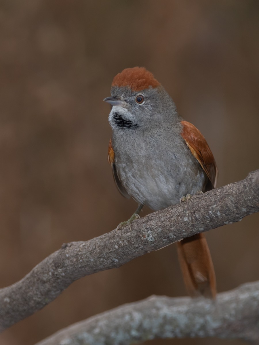 Sooty-fronted Spinetail - ML241528911