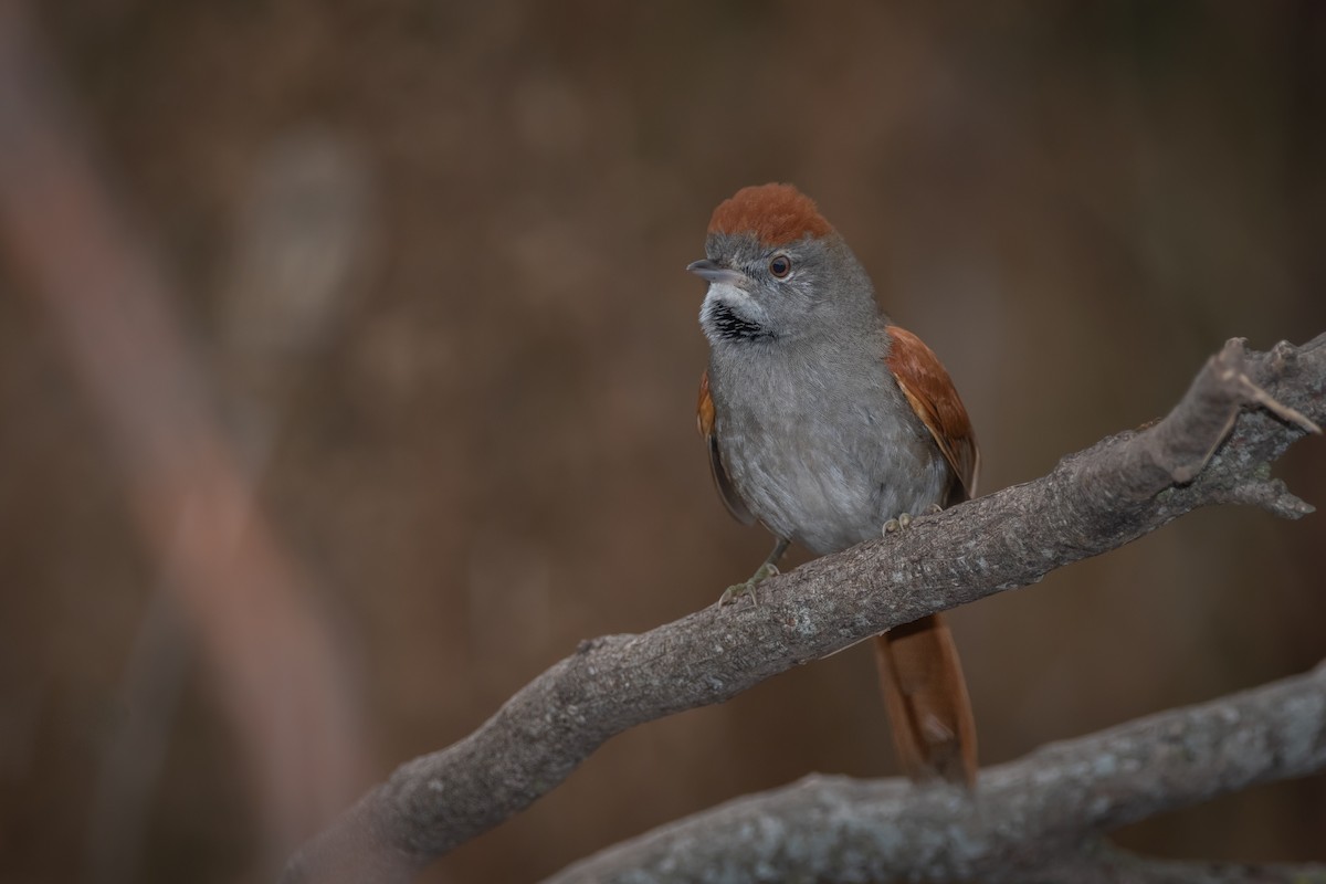 Sooty-fronted Spinetail - ML241528951