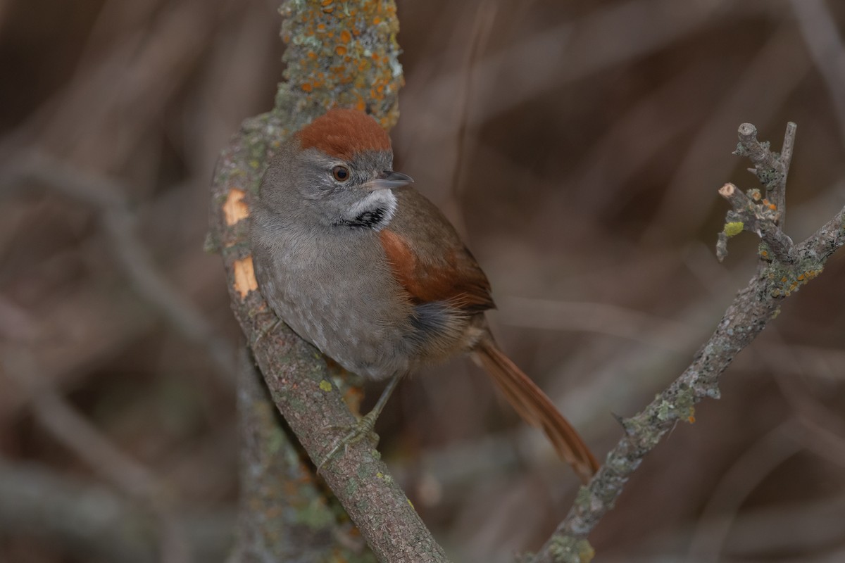 Sooty-fronted Spinetail - ML241529031