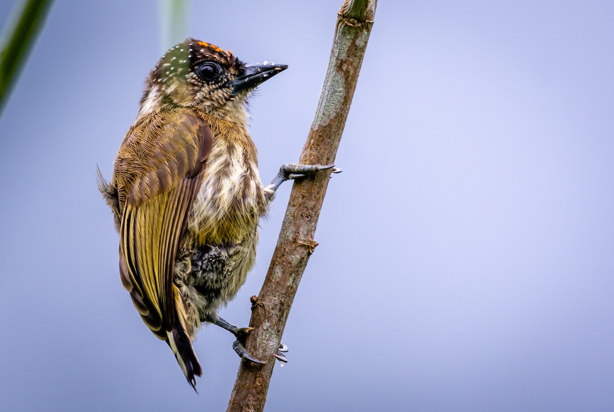 Olivaceous Piculet - ML241529791