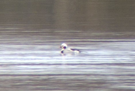 Long-tailed Duck - Mouser Williams