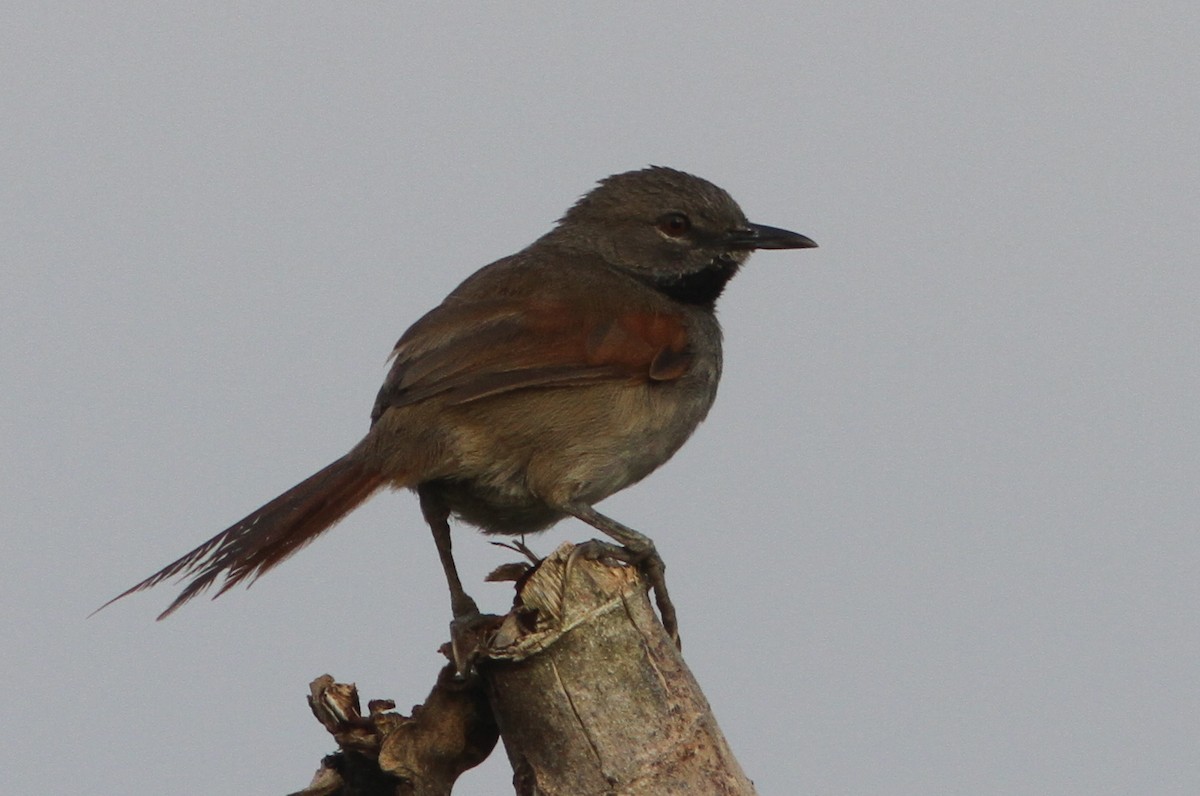 White-bellied Spinetail - ML24153391