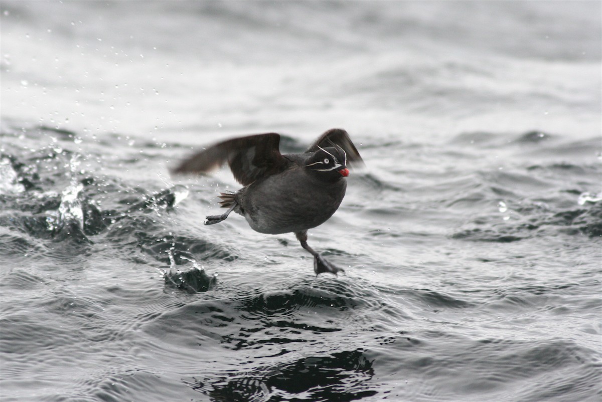 Whiskered Auklet - Michael O'Brien
