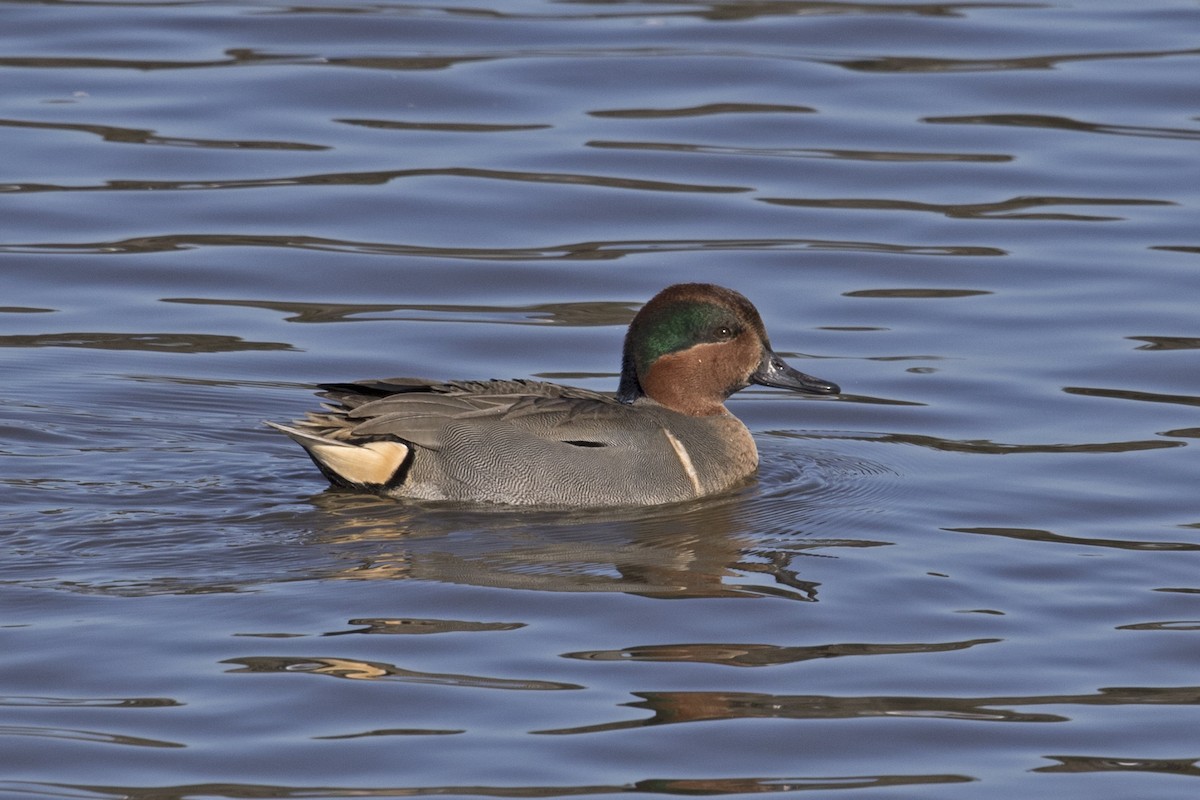 Green-winged Teal - ML24153651