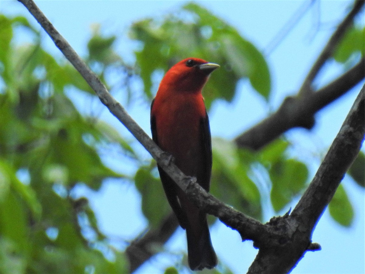 Scarlet Tanager - ML241539011