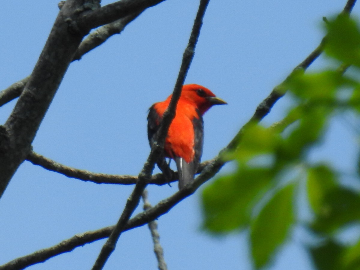 Scarlet Tanager - ML241539031