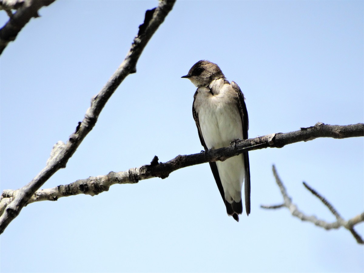 Northern Rough-winged Swallow - ML241540101