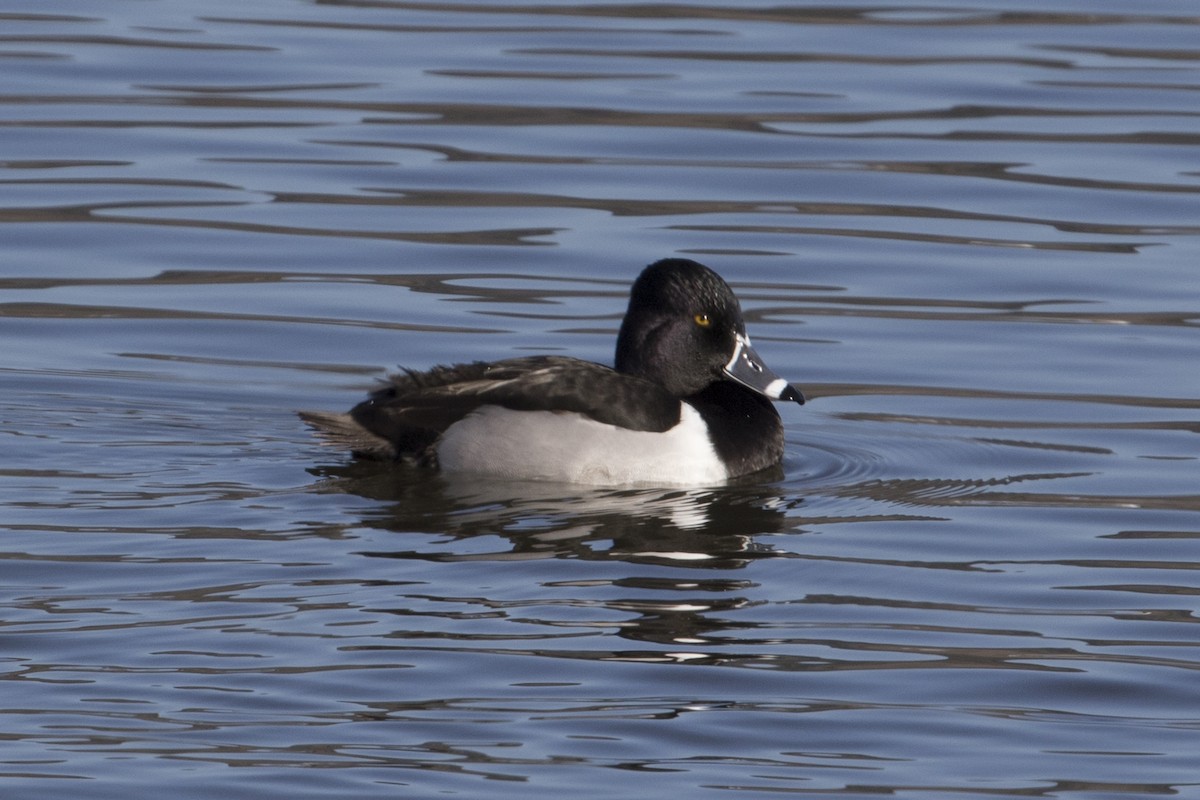 Ring-necked Duck - ML24154181