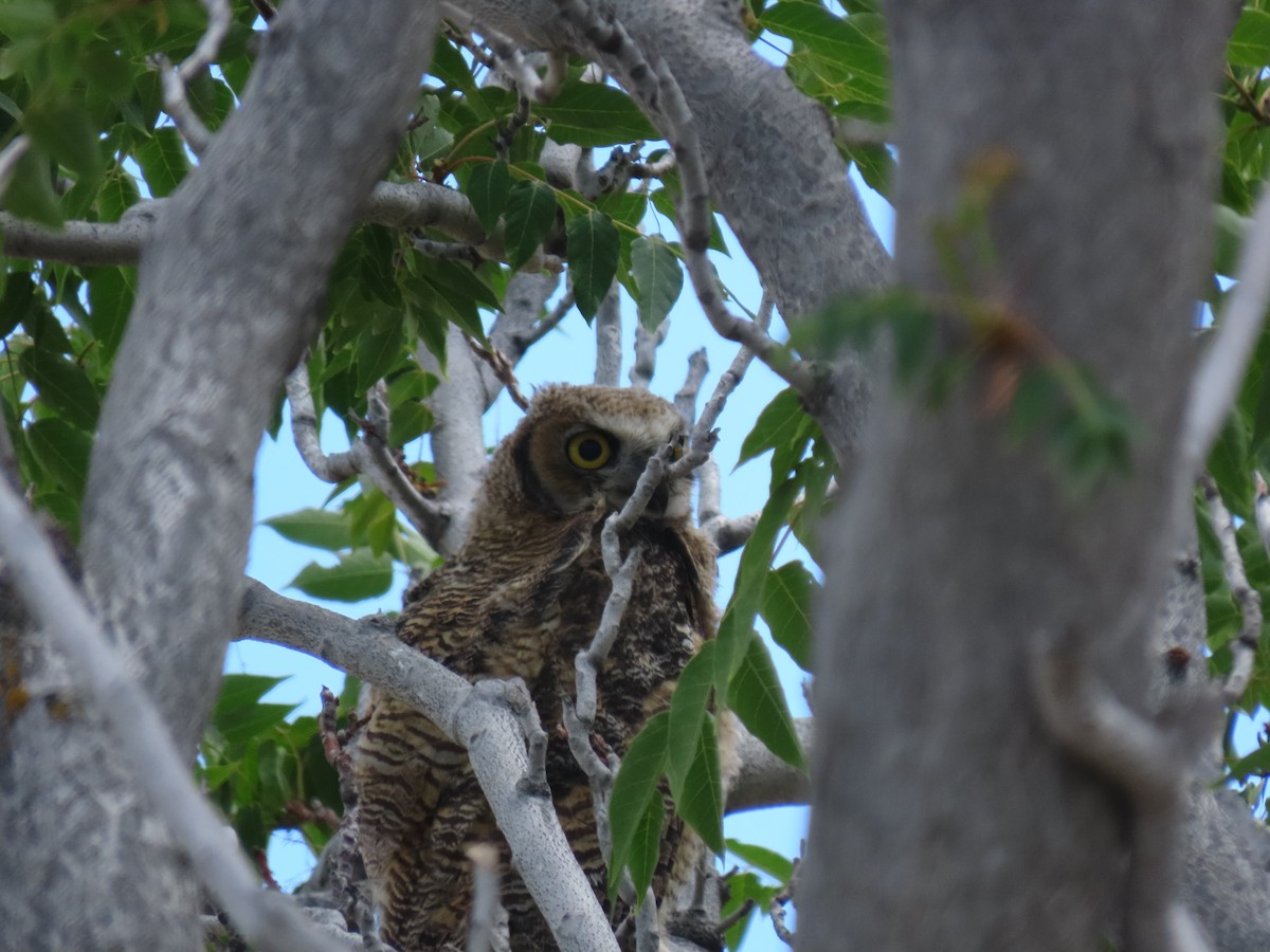 Great Horned Owl - ML241546901