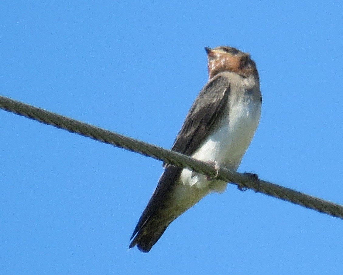 Cave Swallow - ML241547071