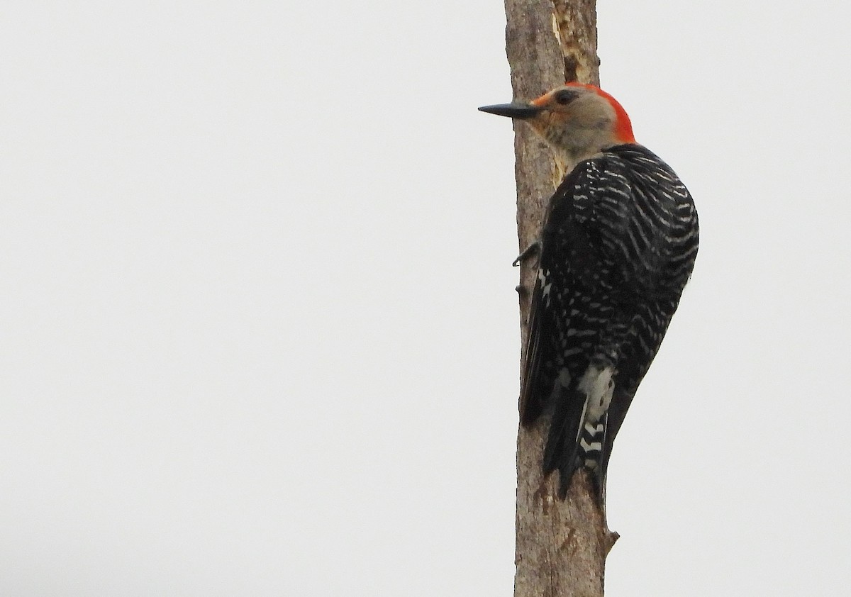 Red-bellied Woodpecker - ML241547551