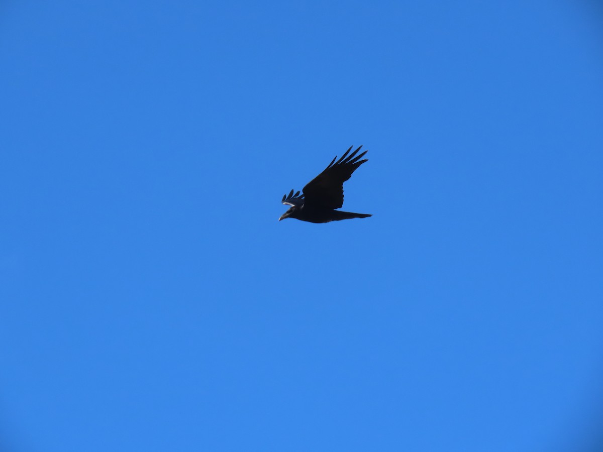 Common Raven - ML241549381
