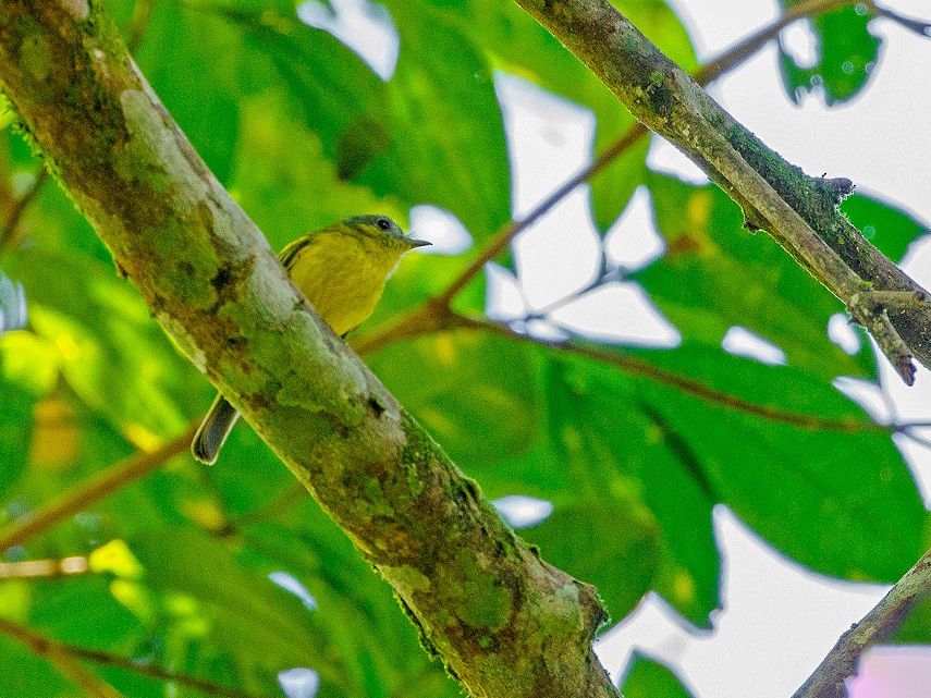 Antioquia Bristle-Tyrant - Andy Walker - Birding Ecotours