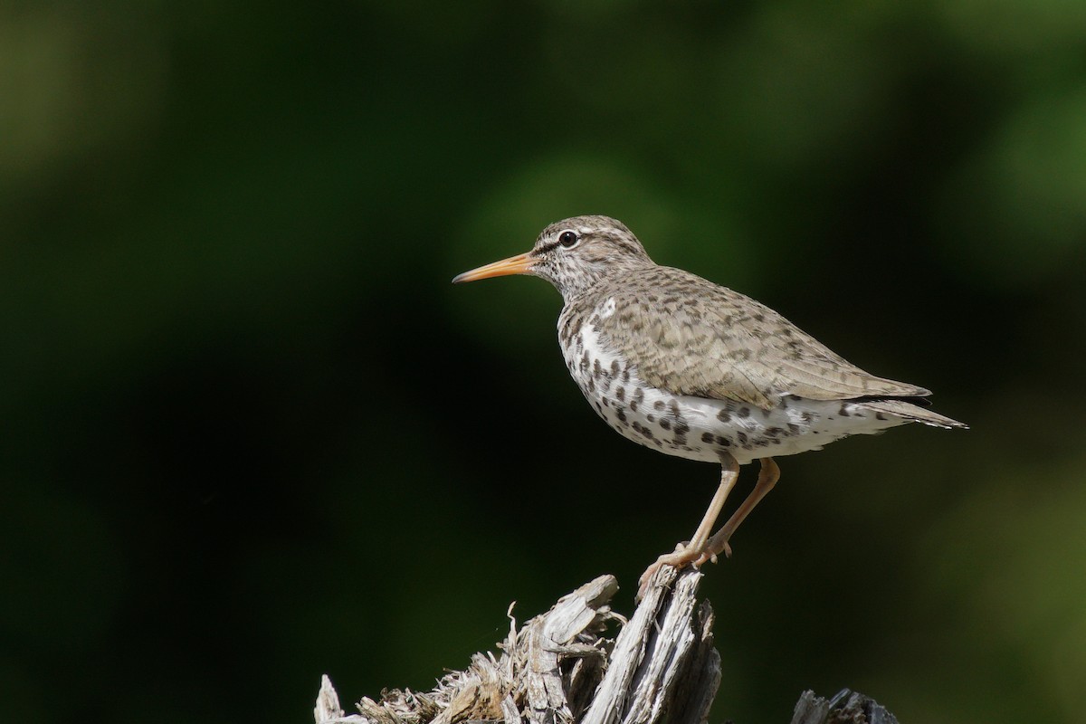 Spotted Sandpiper - Norm Lee