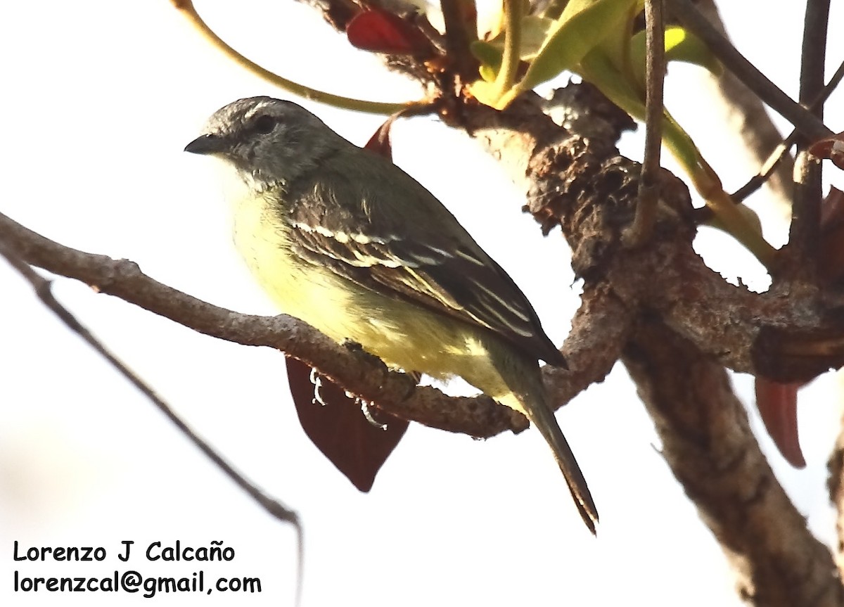 Yellow-crowned Tyrannulet - ML241557961