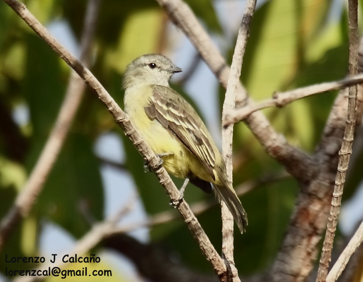 Yellow-crowned Tyrannulet - ML241557981
