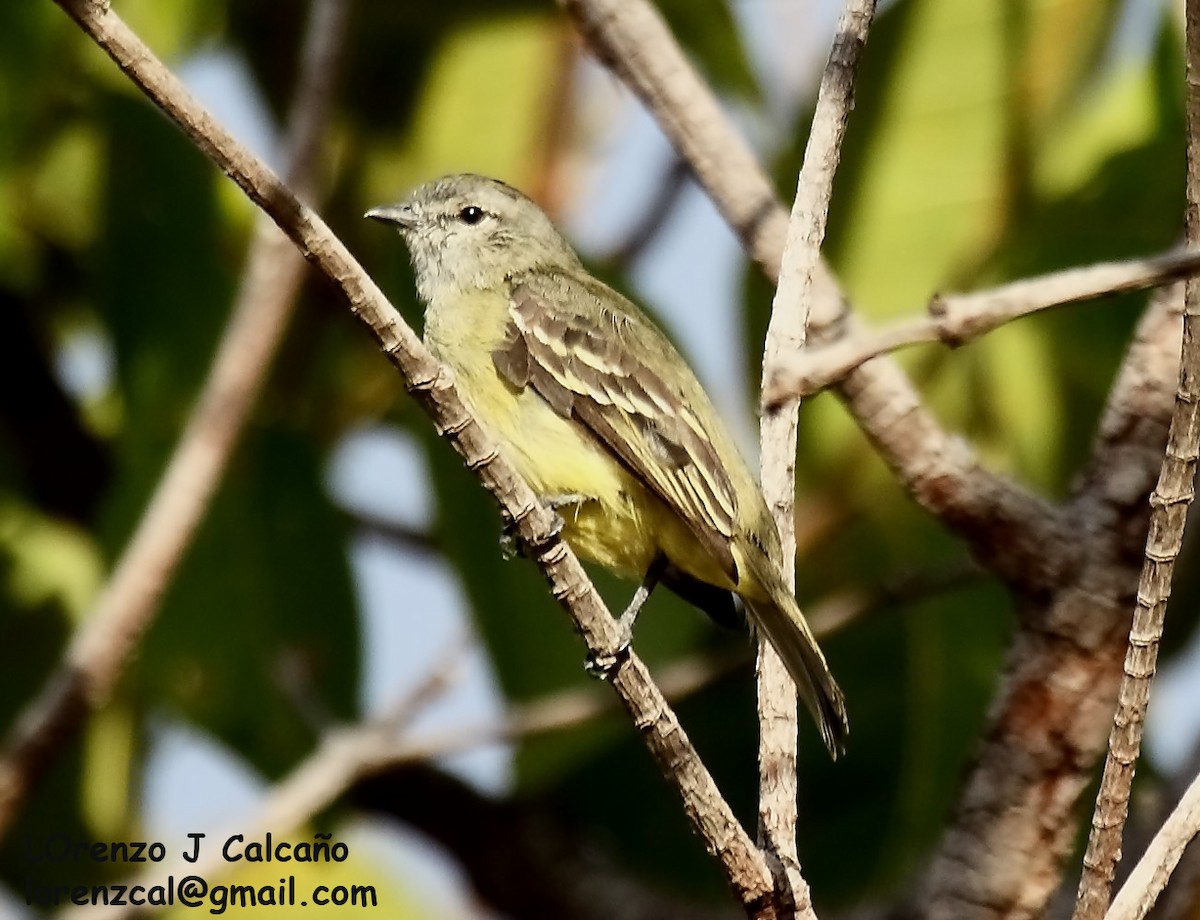 Yellow-crowned Tyrannulet - ML241558011