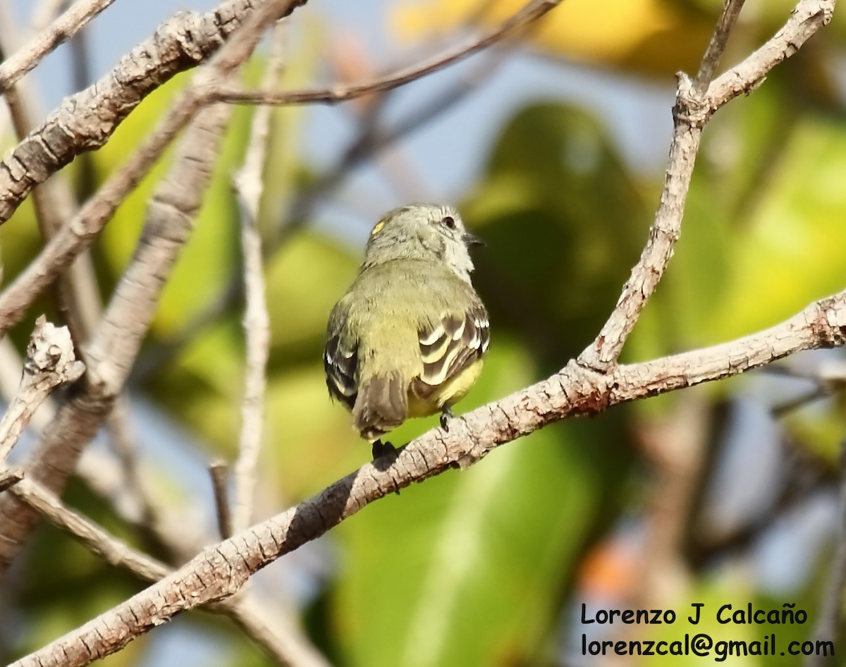Yellow-crowned Tyrannulet - ML241558031