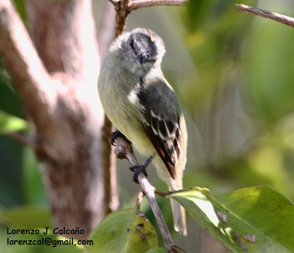 Yellow-crowned Tyrannulet - ML241558201