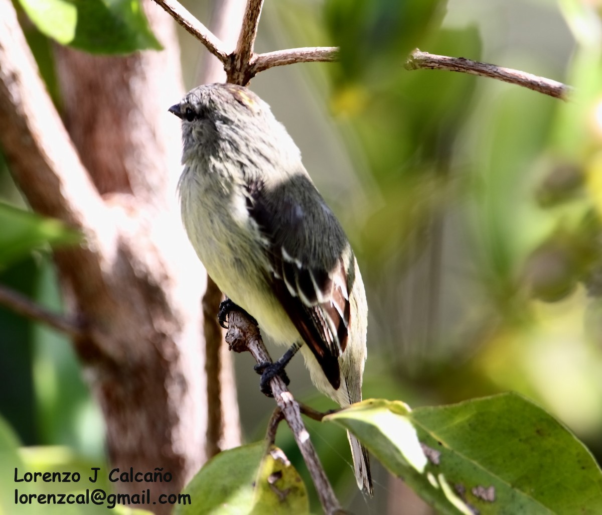 Yellow-crowned Tyrannulet - ML241558211